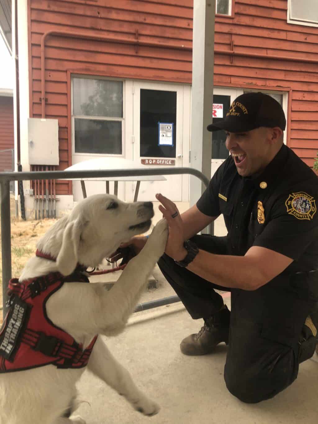 Therapy Dog with a VCFD Chief